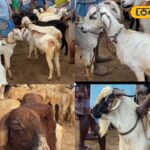 Goat Market Sales: பொங்கல் பண்டிகையை முன்னிட்டு களைகட்டும் ஆட்டுச் சந்தை… ரூ.1.50 கோடிக்கு ஆடு விற்பனை…