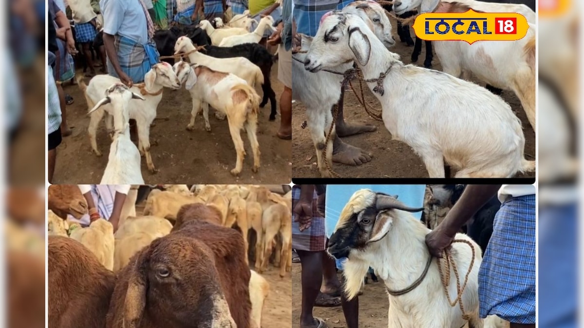 Goat Market Sales: பொங்கல் பண்டிகையை முன்னிட்டு களைகட்டும் ஆட்டுச் சந்தை… ரூ.1.50 கோடிக்கு ஆடு விற்பனை…